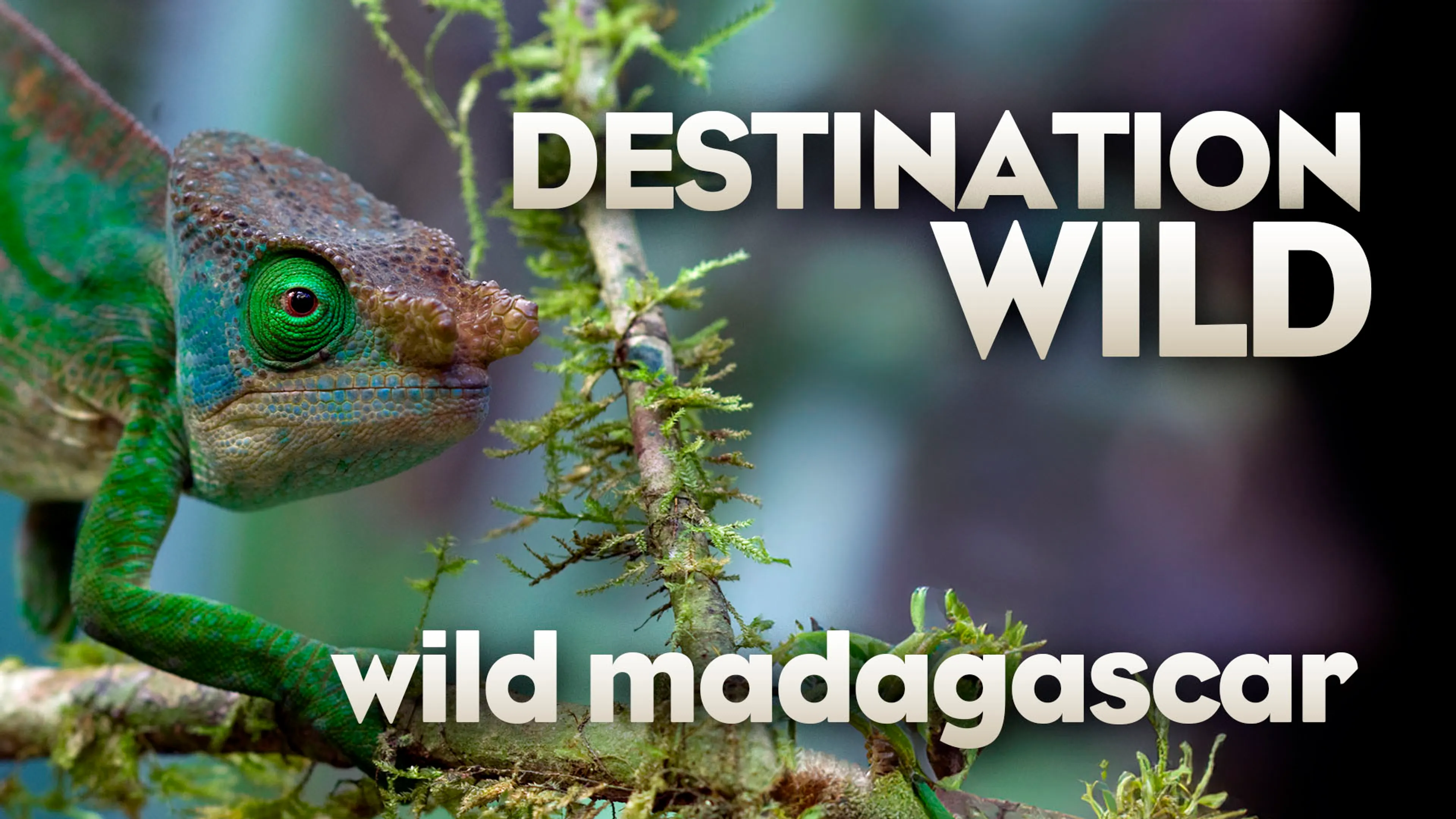 Destination Wild: Wild Madagascar poster